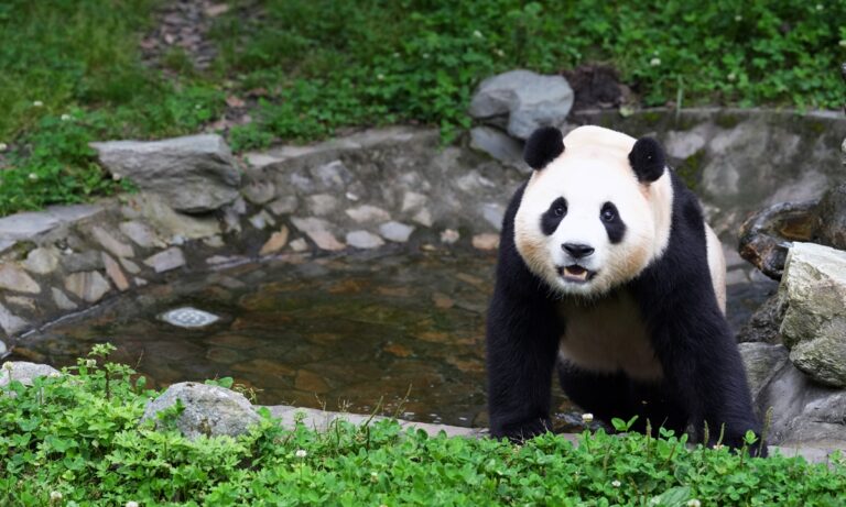 Les débuts de Fu Bao, une « réponse positive » pour réfuter les rumeurs