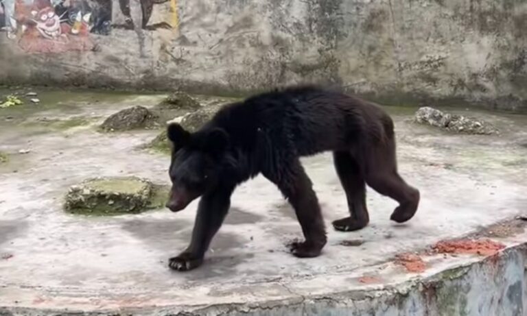 Les autorités du Guizhou enquêtent sur des allégations selon lesquelles un ours noir était émacié dans un zoo