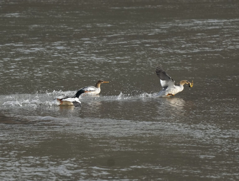 Plus de 200 fusions chinoises trouvées dans la section Yichang de la rivière Yangtze