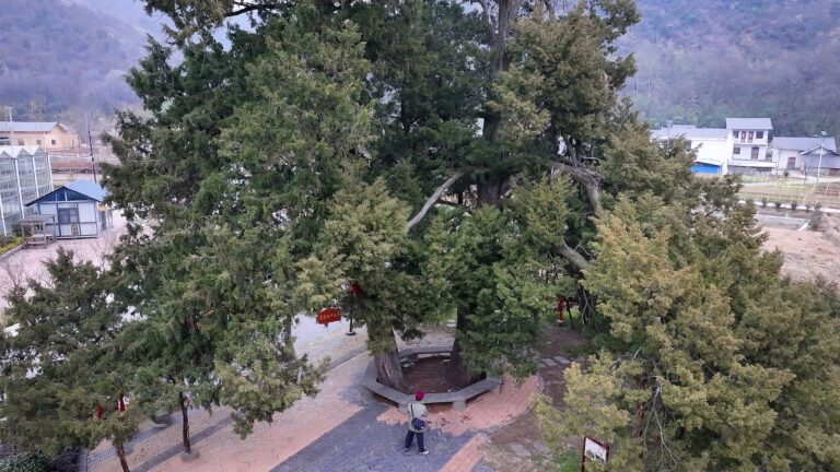 Chine pour mettre en œuvre le système de marquage pour les arbres anciens et notables