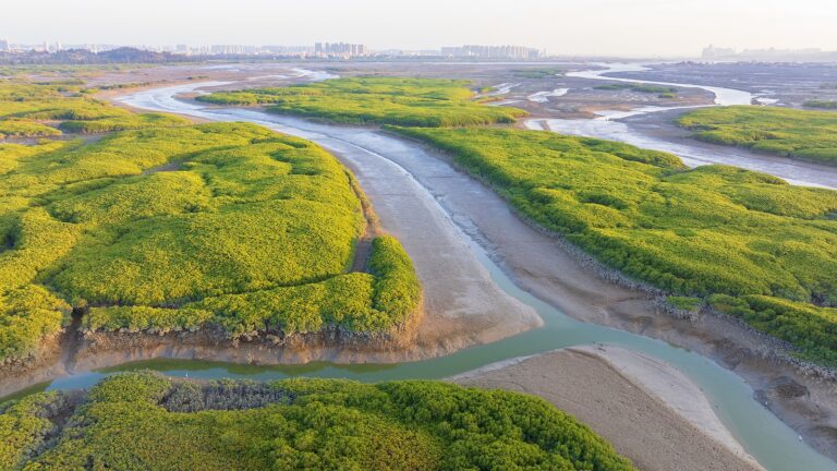 La Chine publie des premières normes pour la restauration des mangroves