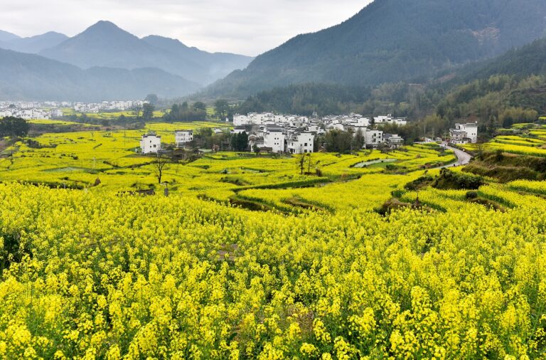 La revitalisation rurale compose la symphonie de l'écologie dans le wuyuan de la Chine