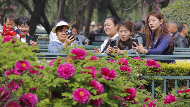 «Économie des fleurs en floraison: l'industrie de la pivoine de Heze stimule le développement, les échanges culturels