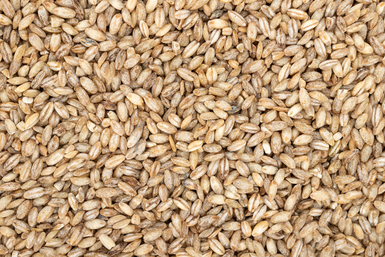 La Chine cultive de la première génération «  Orge des Highlands Space ''