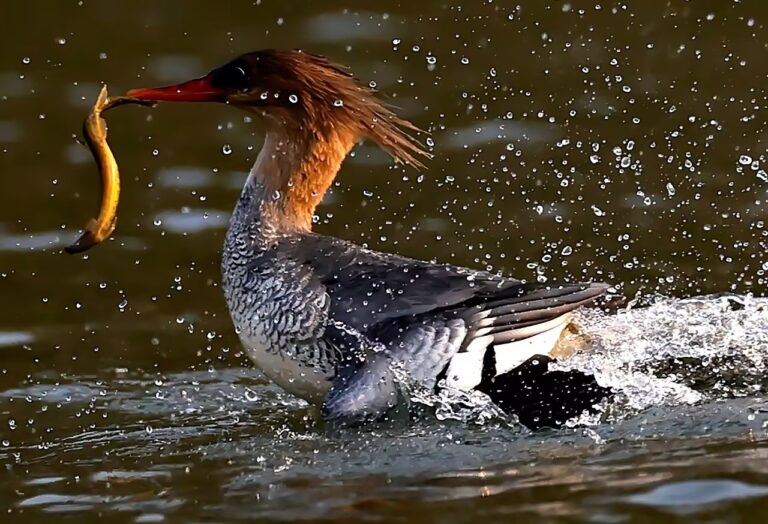 La Chine installe 903 parcs nationaux des zones humides au cours des 2 dernières décennies