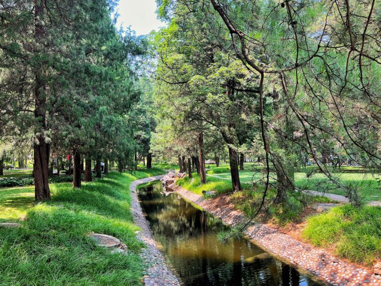 L'étude trouve que l'adaptation respiratoire du tronc d'arbre refroidisse les prévisions climatiques