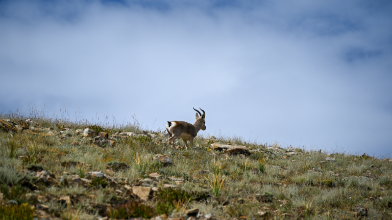 La Chine libère une nouvelle carte de végétation des prairies du «toit du monde»