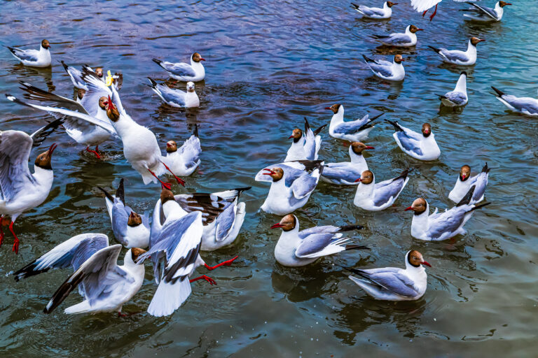 NW China Green Green Green Green Green de la Chine avec une stratégie d'écologie