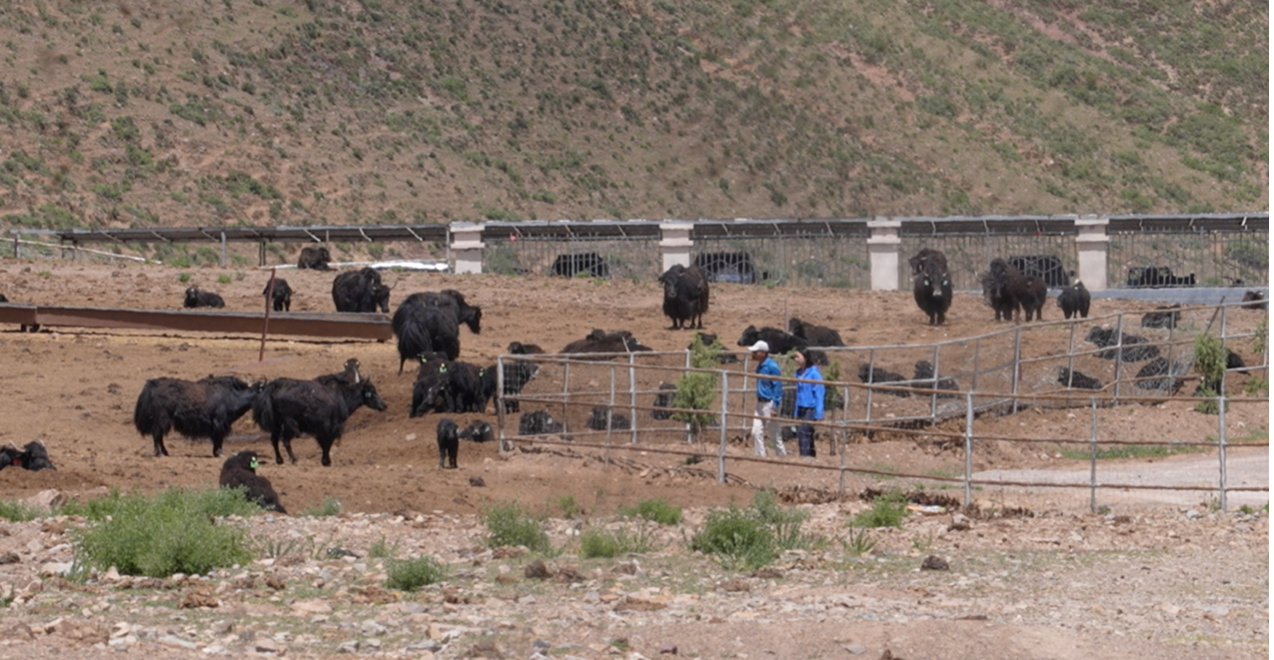 Les yaks sont vus au parc de démonstration Agri-Pastoral Gesangtang moderne, 2 juillet 2025./ CGTN