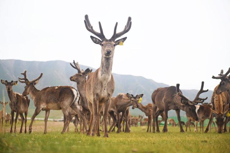 La faune rare des montagnes Qilien documentées dans un nouvel atlas