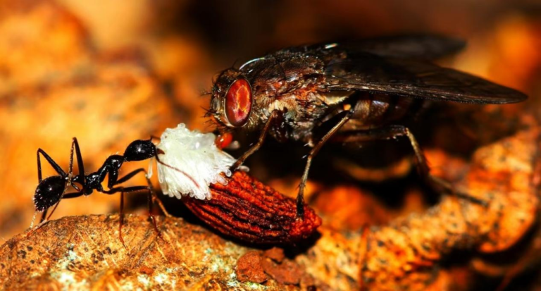Le grand voleur de graines: le rôle d'une mouche dans la réécriture de la science des plantes
