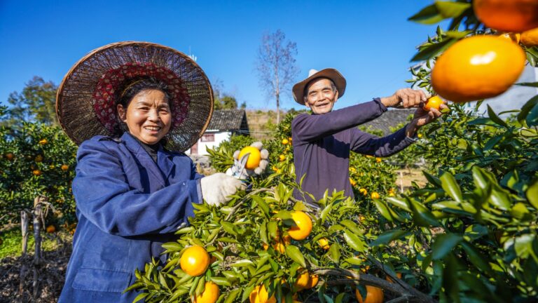 La renaissance rurale du Guizhou porte ses fruits avec une récolte d'agrumes exceptionnelle