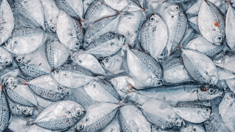 Une équipe chinoise cartographie comment les « produits chimiques éternels » passent des poissons aux humains