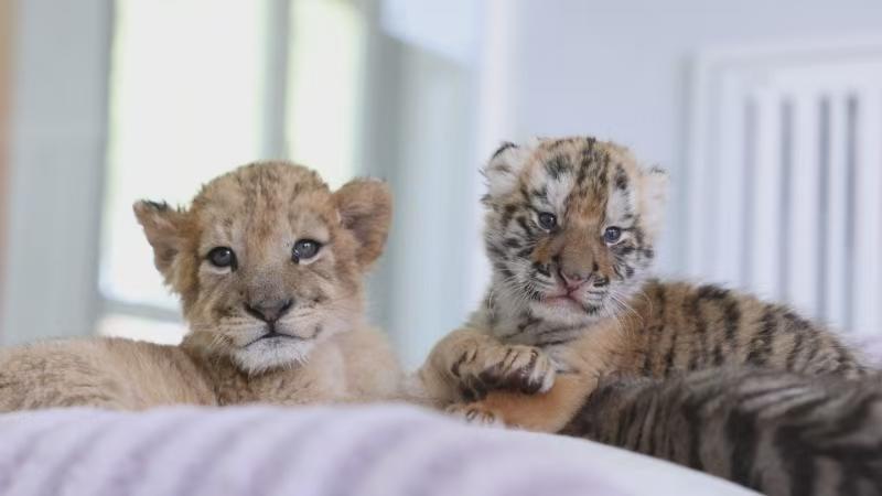 Un jeune tigre de Sibérie et un lion d'Afrique au centre d'élevage félin Hengdaohezi de Chine, dans la province du Heilongjiang, dans le nord-est de la Chine. /CMG