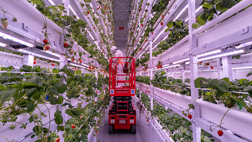 Des ouvriers utilisent des ascenseurs verticaux pour s'occuper des fraises dans une usine du district de Wenjiang, ville de Chengdu, province du Sichuan (sud-ouest de la Chine), le 4 novembre 2025. /VCG