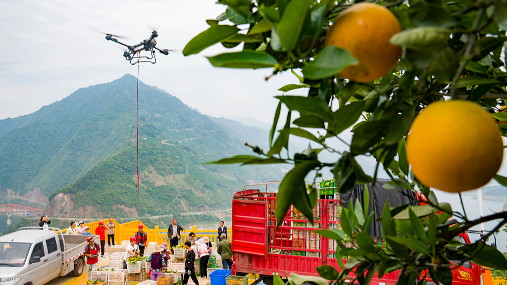 Un drone transporte des oranges dans la ville de Yichang, dans la province du Hubei (centre de la Chine), le 27 avril 2025. /VCG