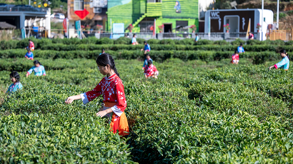 Des producteurs de thé cueillent du thé d'hiver dans un jardin de thé de la ville de Wuzhou, dans la région autonome Zhuang du Guangxi (sud de la Chine), le 14 novembre 2025. /VCG