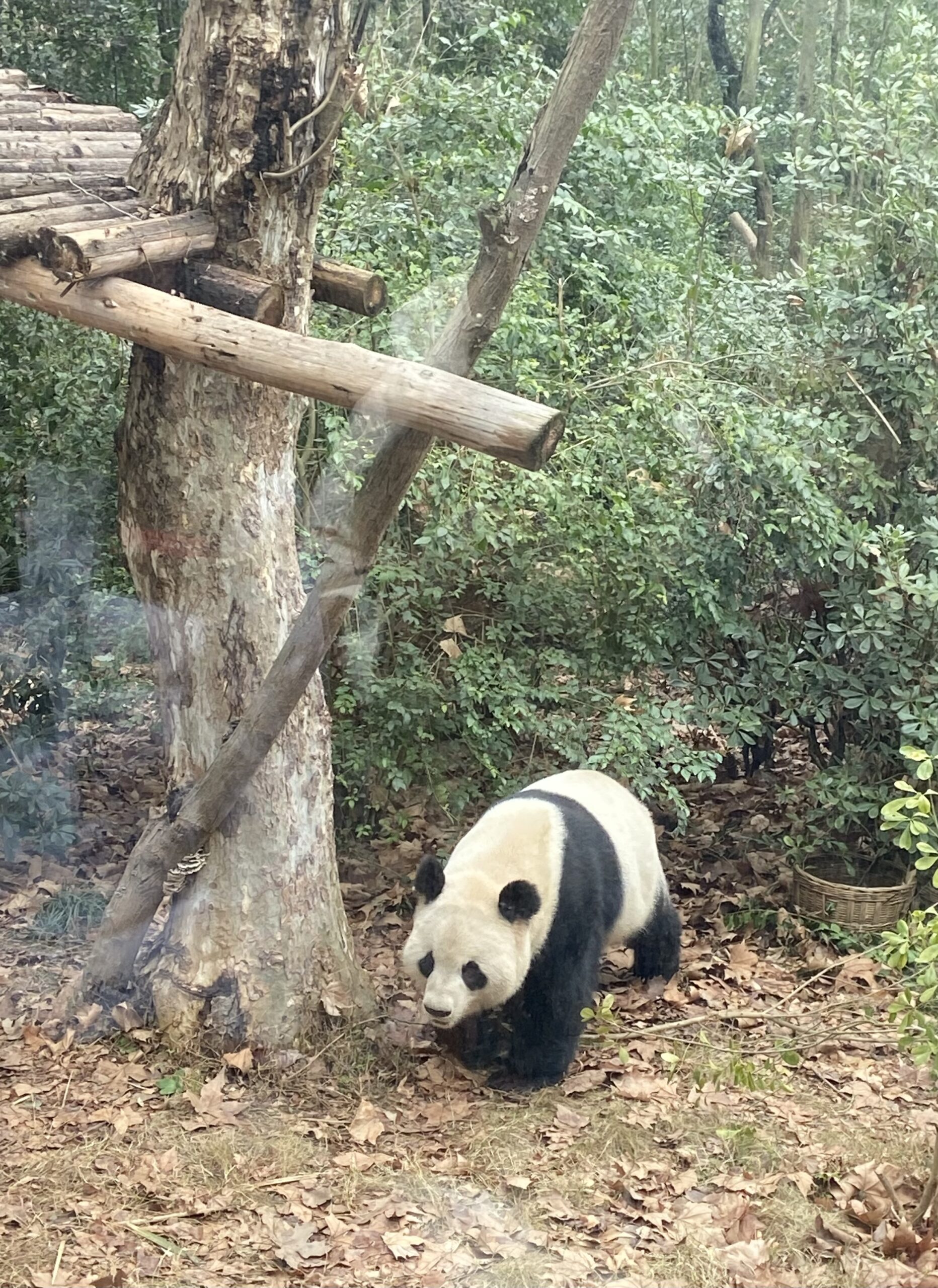 Un panda géant est observé à la base de recherche sur l'élevage du panda géant de Chengdu, dans la province du Sichuan. /CGTN