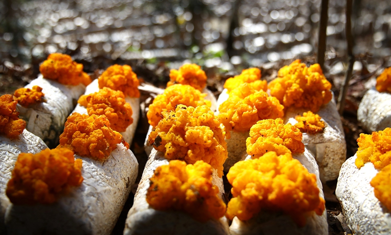 Golden ear mushrooms Photo: VCG