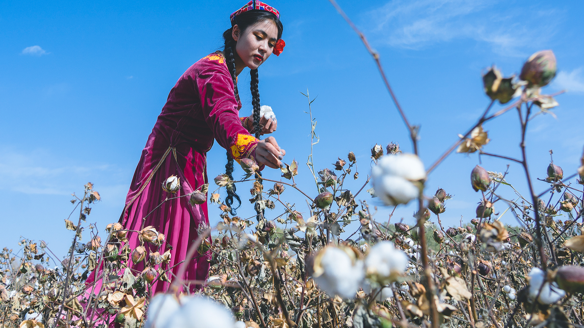 Une femme ramasse du coton dans le comté de Bachu, préfecture de Kashi, région autonome ouïgoure du Xinjiang, nord-ouest de la Chine, le 21 octobre 2021. /CFP