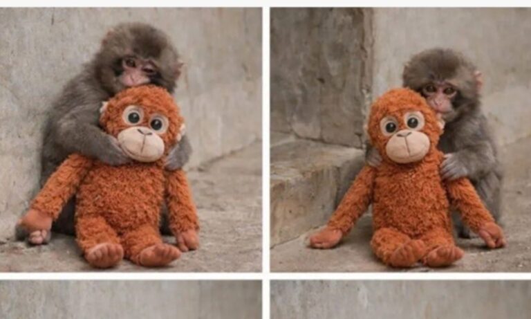 Un bébé singe abandonné s'accroche à une peluche, touchant le cœur des internautes du monde entier