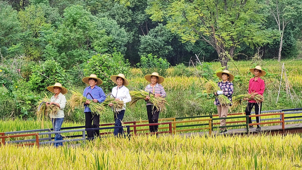 Les agriculteurs célèbrent le 8e Festival des récoltes des agriculteurs chinois à Wuhan, province du Hubei, Chine, le 20 septembre 2025. /VCG
