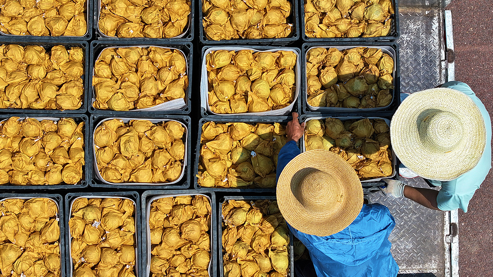 Des agriculteurs cueillent et transforment des poires à Enshi, province du Hubei, Chine, le 2 août 2025. /VCG