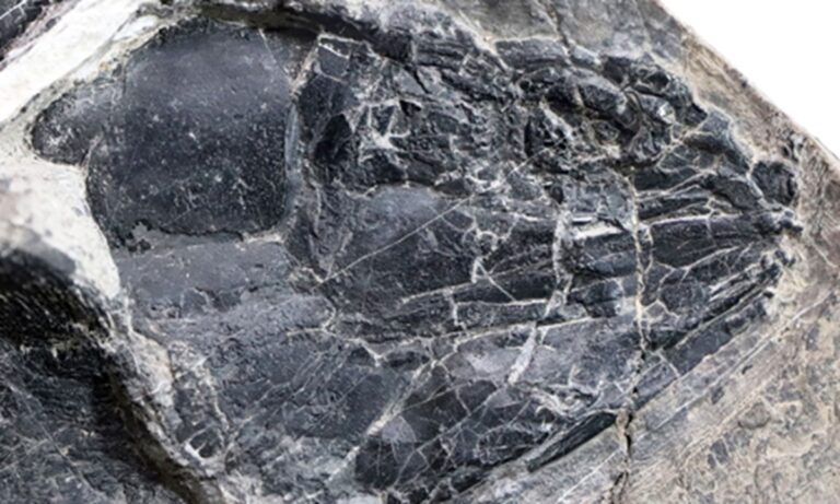 Des scientifiques chinois découvrent de nouvelles espèces de poissons anciens au Yunnan, datant d'environ 244 millions d'années