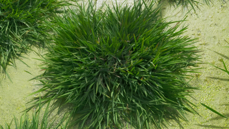 Des scientifiques chinois découvrent des gènes anciens pour développer un riz de longévité