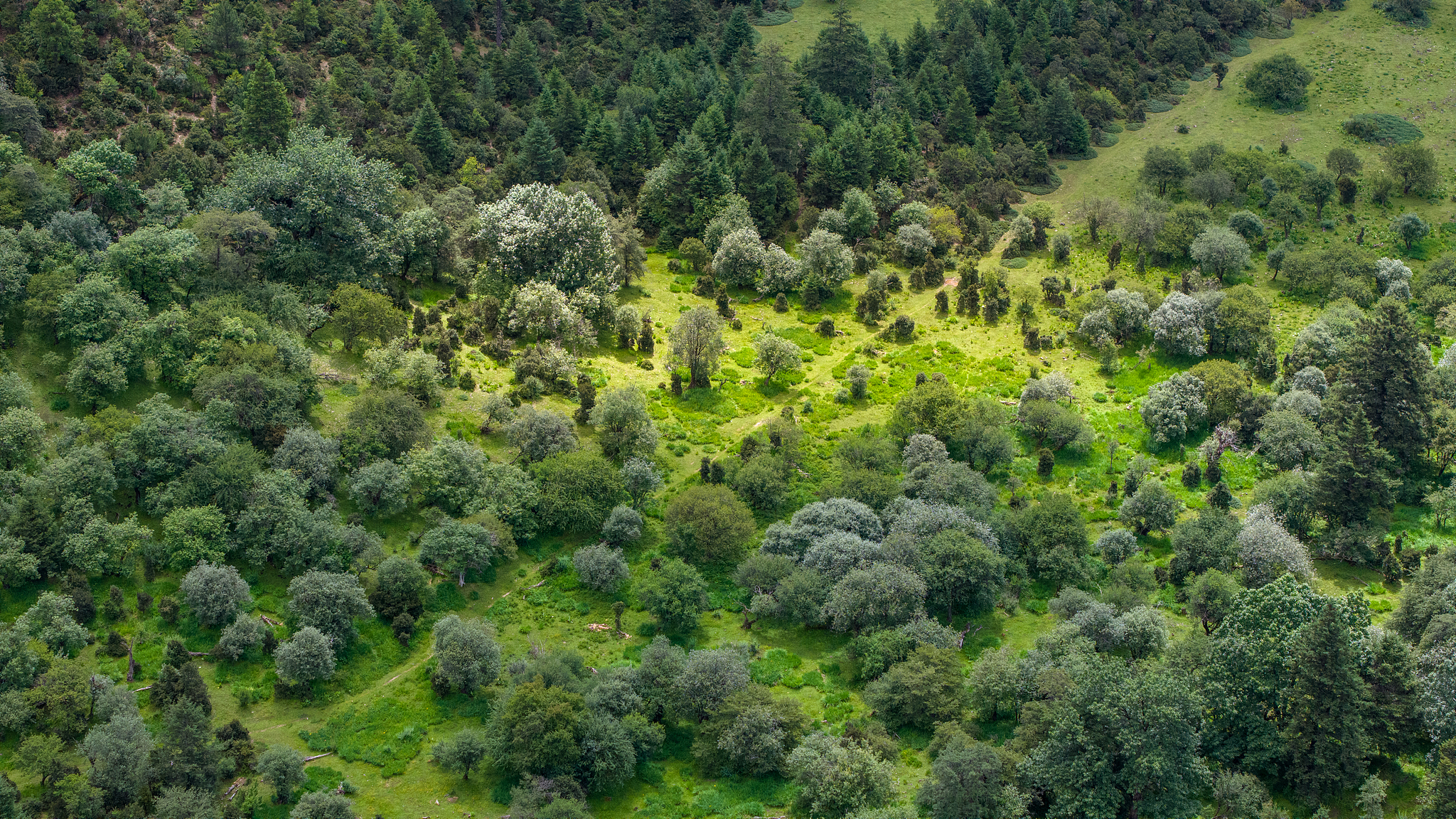 Une vue aérienne du parc national de Pudacuo à Shangri-La, dans la province du Yunnan (sud-ouest de la Chine), le 2 août 2025. /VCG