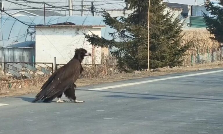 L'observation d'un oiseau géant sur une autoroute du nord-est de la Chine suscite un costume et des spéculations sur l'IA