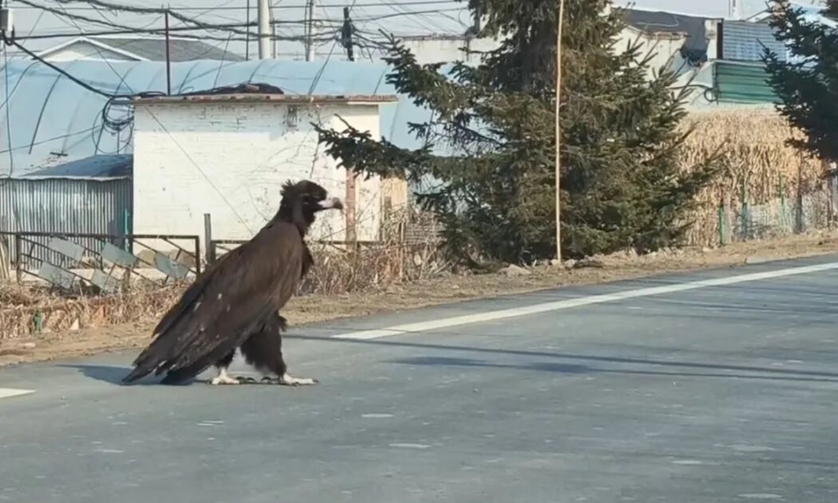 A video clip showing a nearly one-meter-tall large bird crossing a road in Hunchun, Northeast China