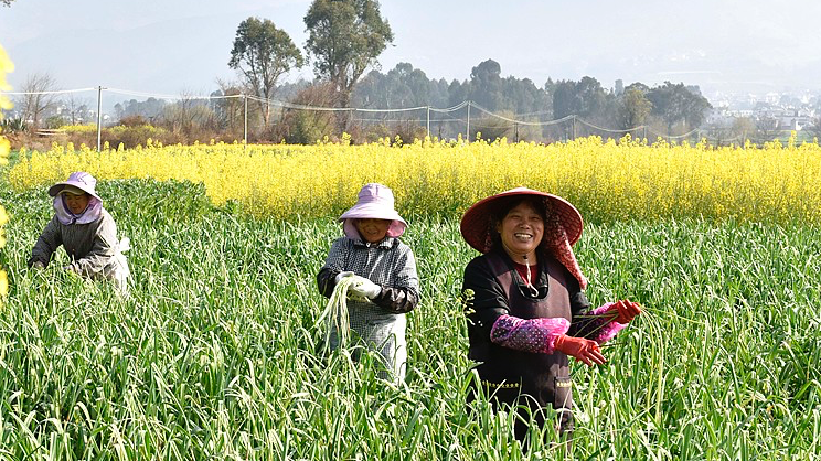 Des agriculteurs récoltent des légumes dans les champs de Dali, province du Yunnan, Chine, le 3 mars 2026. /VCG