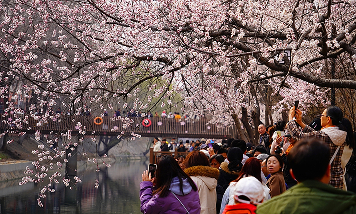 Mountain peach blossoms along the Erdaogou river in Beijing