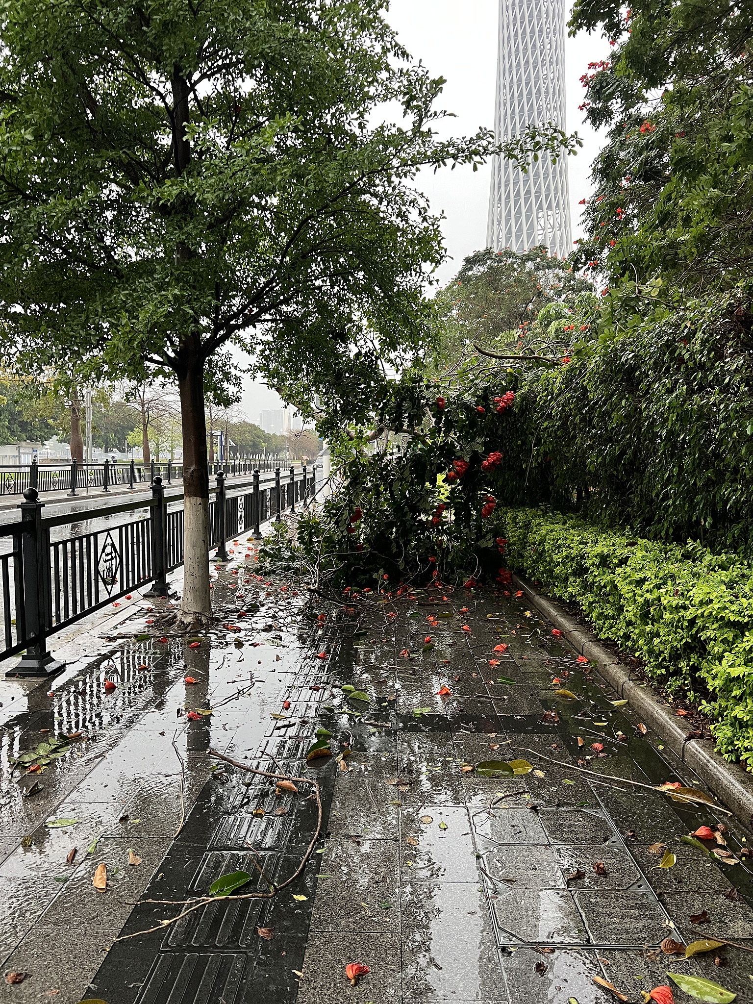 Arbres tombés sur les trottoirs à Guangzhou, province du Guangdong, Chine du Sud, le 30 mars 2026. /VCG