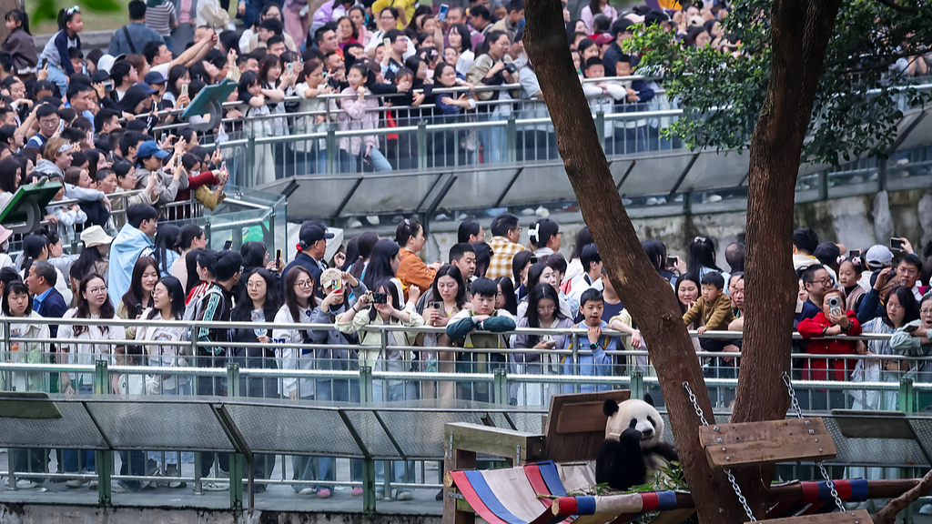 Des visiteurs observent un panda dans un zoo de la municipalité de Chongqing, dans le sud-ouest de la Chine, le 5 avril 2026. /VCG