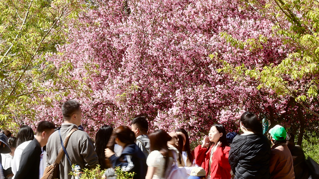 Les visiteurs profitent de fleurs au parc Yuyuantan à Pékin, en Chine, le 5 avril 2026. /VCG
