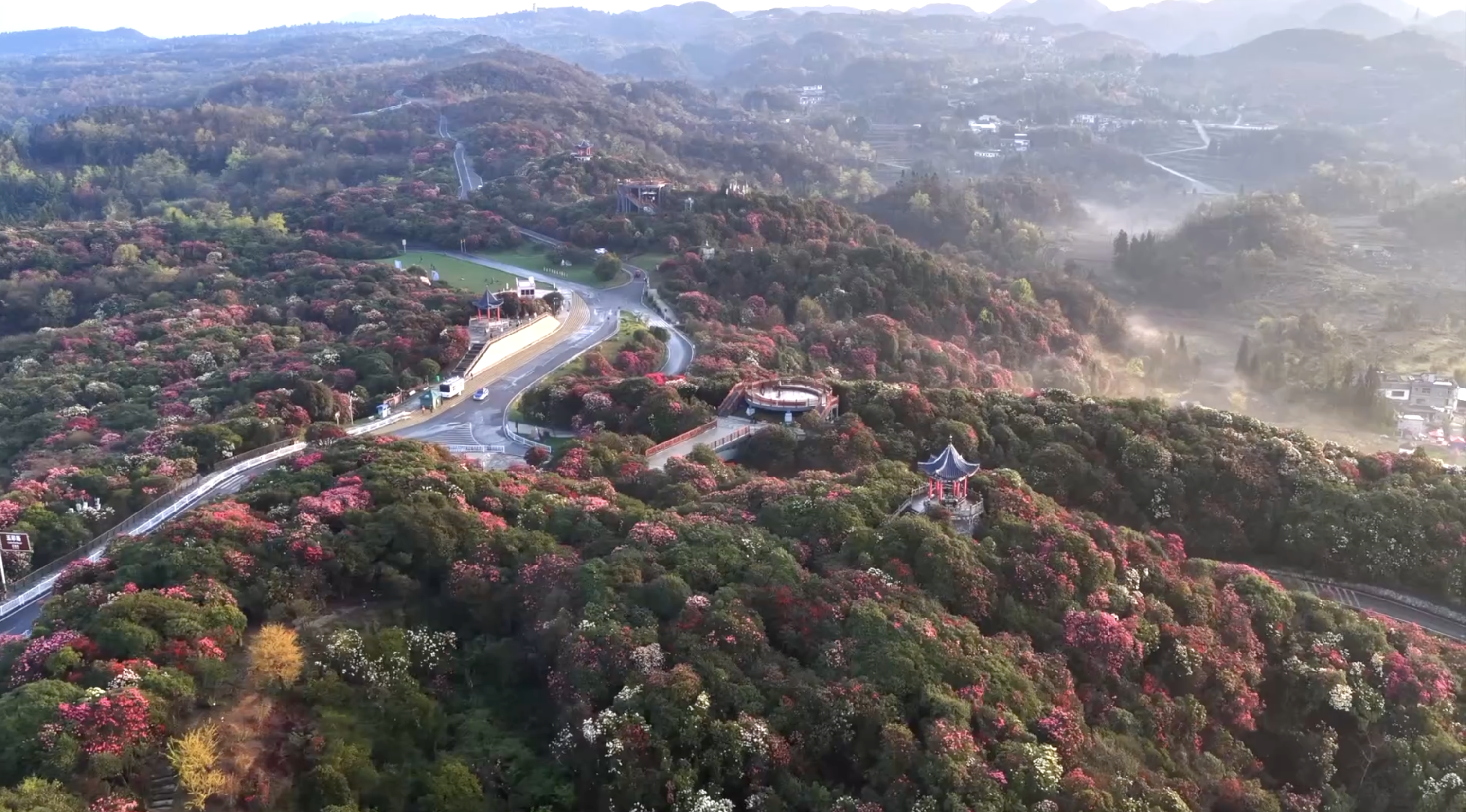 La zone panoramique des rhododendrons Baili à Bijie, province du Guizhou. /CMG