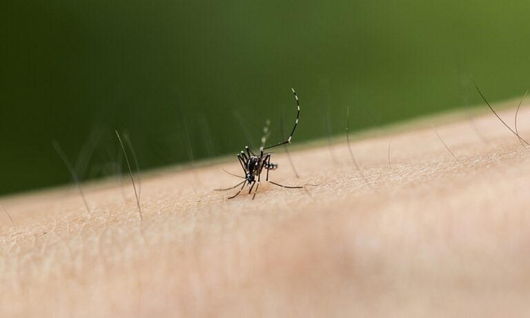 Alors que les moustiques arrivent tôt, les autorités sanitaires chinoises appellent à la vigilance contre la dengue et le chikungunya