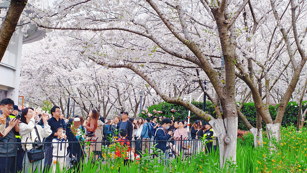 Les résidents et les touristes admirent les cerisiers en fleurs et prennent des photos le long d'une avenue en fleurs de cerisiers pendant les vacances du festival de Qingming, municipalité de Shanghai, le 6 avril 2026. /VCG