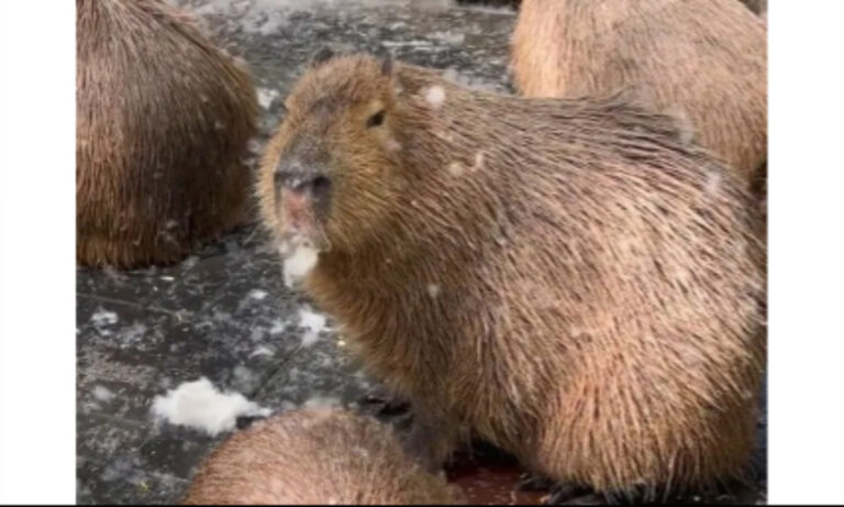 Des capybaras à Pékin grignotent des chatons surnommés « nettoyeur de peluches » en ligne