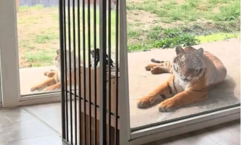 Des chambres avec vue sur le tigre ? Un hébergement avec vue rapprochée sur le tigre au zoo du Henan suscite des problèmes de sécurité et de bien-être