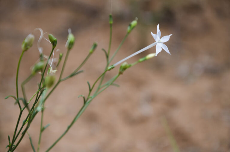 Des scientifiques chinois résolvent le mystère de la fabrication de la nicotine par les plantes