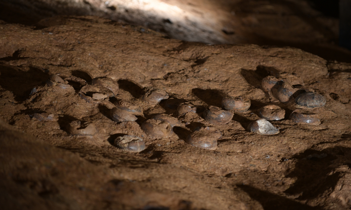 Dinosaur egg fossils covered in a “nano protective coating” Photo: Courtesy of Zhao Bi