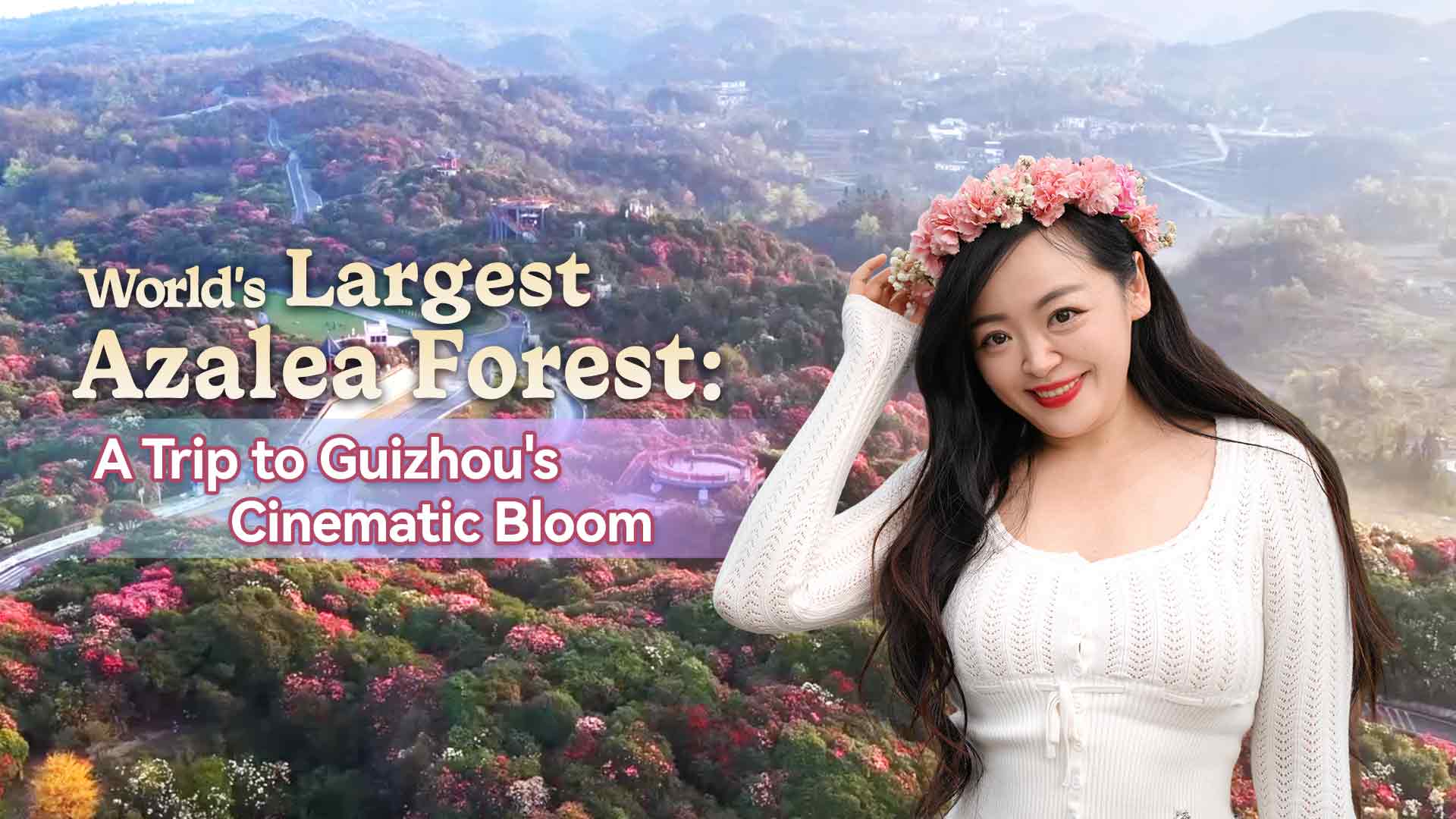 La plus grande forêt d'azalées du monde : un voyage à la floraison cinématographique du Guizhou