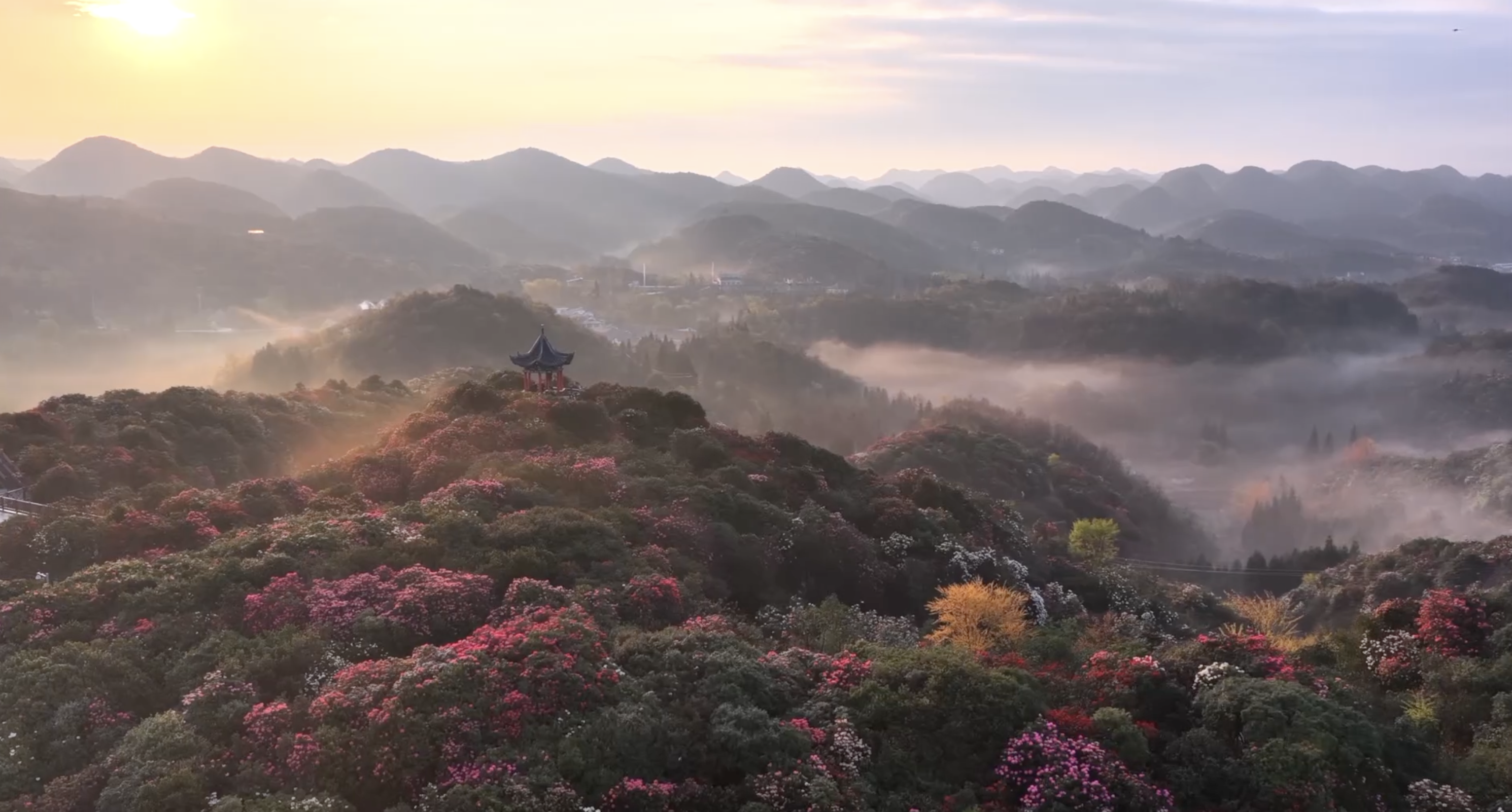 La zone panoramique des rhododendrons Baili à Bijie, province du Guizhou. /CMG