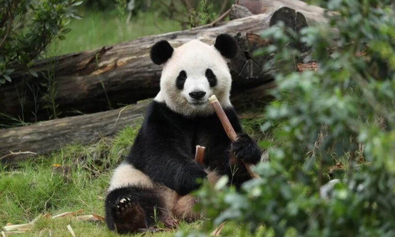 Un nouveau cycle de coopération sino-américaine sur les pandas géants renforcera l'amitié entre les peuples chinois et américain