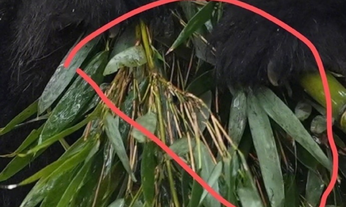 Suspected moldy bamboo for giant pandas Photo: Screenshot from Jimu News