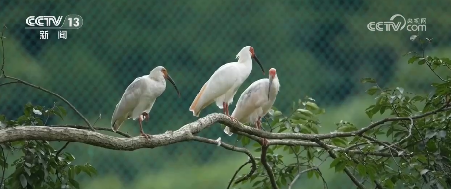 Ibis huppés dans la zone forestière de Xiaolongshan, ville de Tianshui, province du Gansu, nord-ouest de la Chine, 20 septembre 2026. /VCG