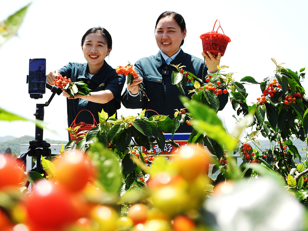 Des gens récoltent des cerises rouges et les vendent via diffusion en direct dans le comté de Quxian, ville de Dazhou, dans la province du Sichuan (sud-ouest de la Chine), le 17 avril 2026. /CFP